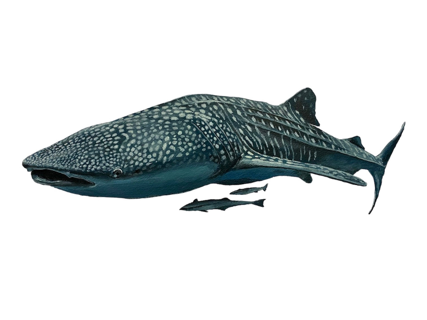 "Willow the Whale Shark" - original acrylic painting on A3 paper