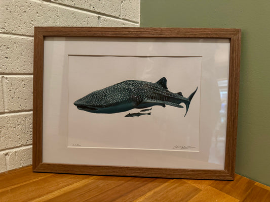 "Willow the Whale Shark" - Framed original acrylic painting on A3 paper