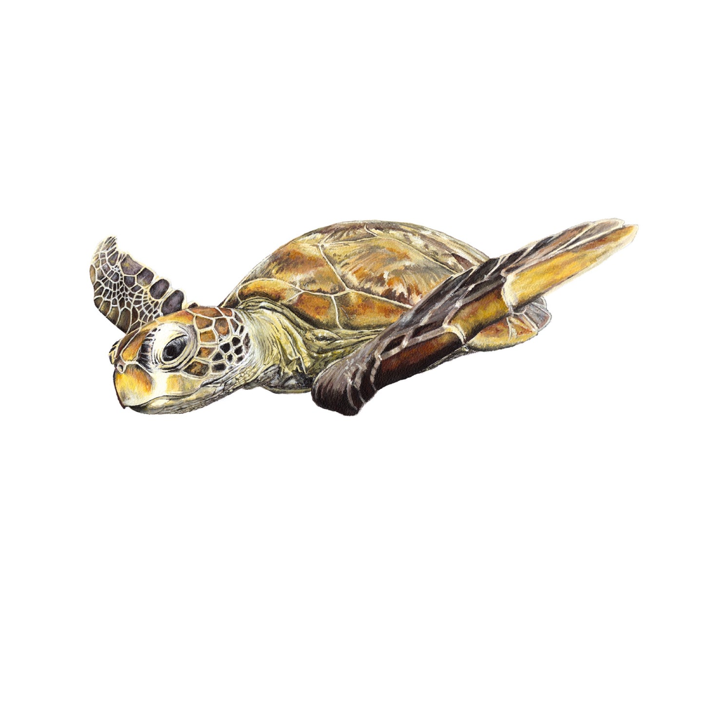 "Curious sea turtle" - limited edition A3 fine art print