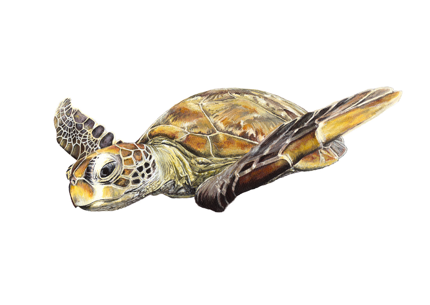 "Curious sea turtle" - limited edition A3 fine art print