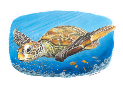 "Curious sea turtle with fish" - limited edition A3 fine art print