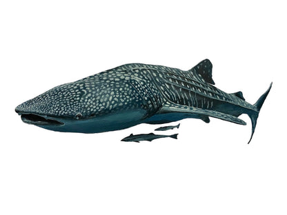 "Willow the Whale Shark" - limited edition A3 fine art print