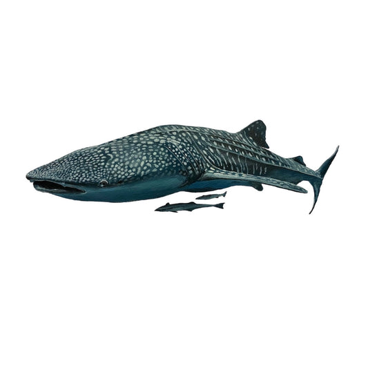 "Willow the Whale Shark" - limited edition A3 fine art print